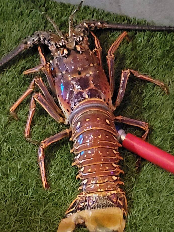 Attached picture Astra caught Lobster.jpg
